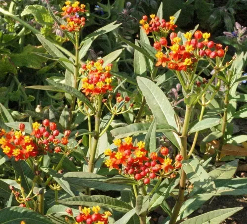 Vista 3 de 100 semillas de flores de algodoncillo mariposa Sunset Bloodflower Asclepias Curassavica - Sin OMG