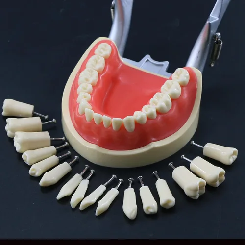 Vista 5 de Typodont - Poste de montaje para dientes modelo ajustable de 360 grados en el escritorio, compatible con Kilgore Nissin Columbia Dentoform Frasaco