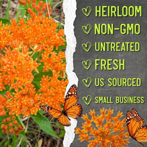 Vista 6 de Seed Needs Semillas de algodoncillo de mariposa naranja para mariposas monarca, 1 paquete