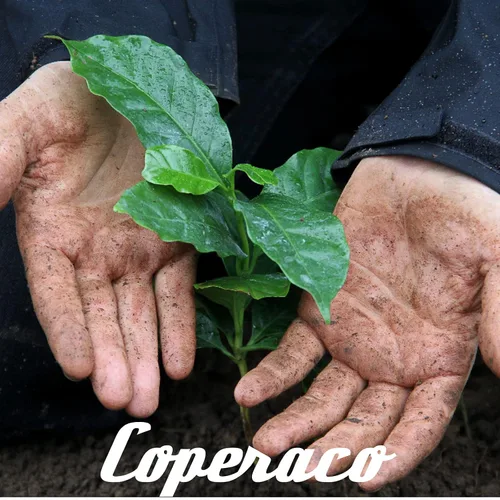 Vista 6 de Coperaco Supremo colombiano, café en grano entero, rico - cuerpo completo, perfil de taza que suele ser jugoso, afrutado y complejo, caramelo