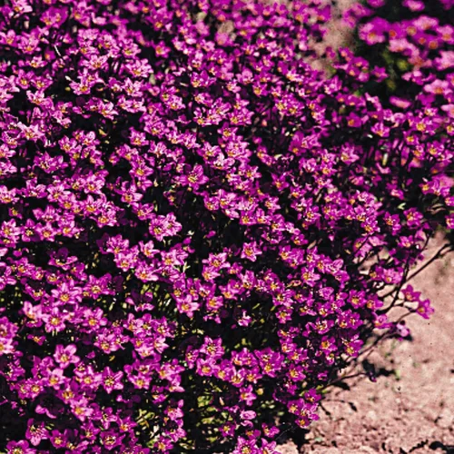 Vista 7 de Outsidepride Semillas de cobertura del suelo de Saxifraga de color morado rosa – 2000 piezas perennes, follaje de hoja perenne, flores rojas carmín