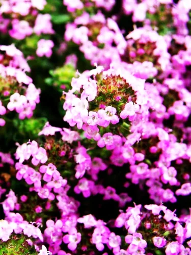 Vista 3 de Semillas de tomillo rastrero - Thymus Serpyllum - Cubierta de suelo perenne - 10000 piezas de semillas
