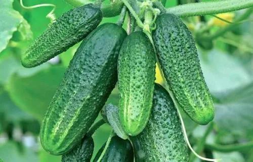 Vista 3 de Semillas de pepino de interior autopolinizado gigante decapado vegetal sin OMG