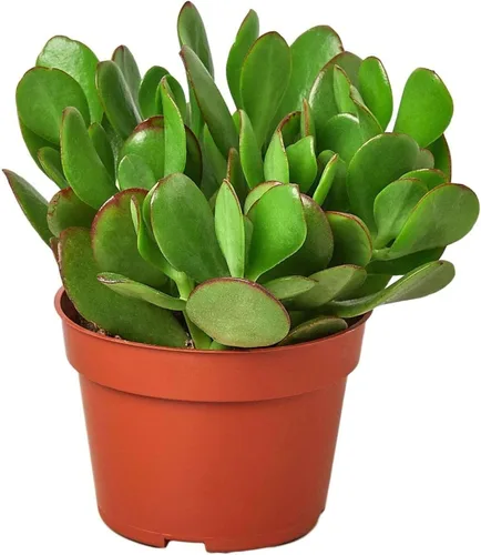 Vista 9 de Succulent Elephant Bush - Planta viva Plantas de interior en maceta de 4 Suculento Elefante Arbusto