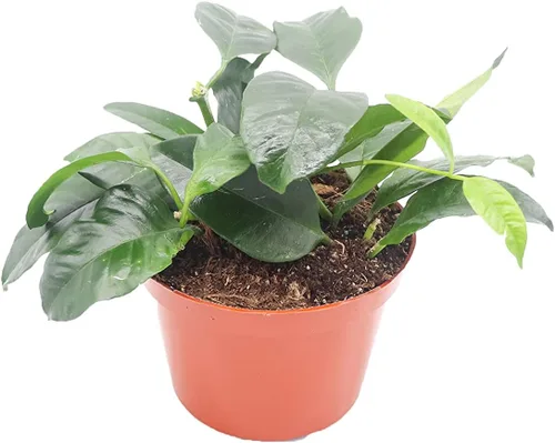 Vista 5 de Hoya Crimson Princess - 6'' de California Tropicals