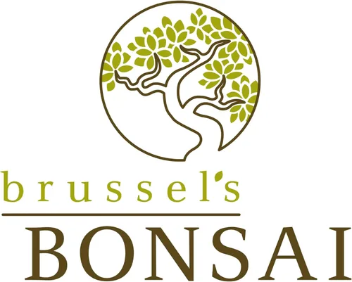 Vista 7 de Brussel's Bonsai Árbol bonsái de olmo chino vivo, al aire libre, paquete de 2 – pequeño, 5 años de edad, 6 a 8 pulgadas de alto – incluye macetas