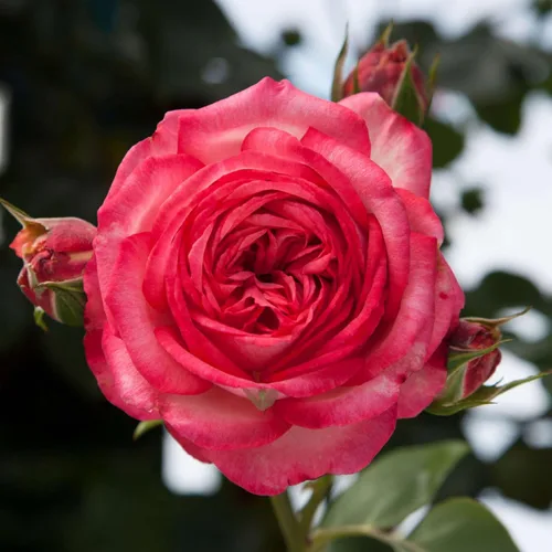 Vista 9 de Rosas trepadoras de reliquia, planta de raíz propia viva para jardín al aire libre, Aloha, muy fragantes, zonas de rusticidad 5 a 10, floración