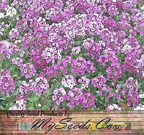 Vista 5 de MySeeds.Co - Paquete grande – (60,000 +) semillas de alfombra real Alyssum – Lobularia maritima fragante – Atrae abejas melíferas y mariposas