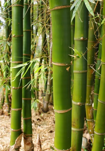 Vista 2 de 100 piezas de semillas de bambú verde semillas de bambú gigantes de crecimiento rápido