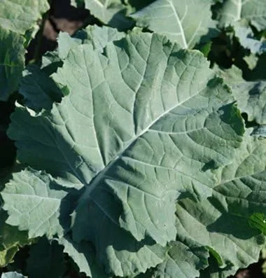 Vista 3 de Kale Premier Great Heirloom - Semillas vegetales a granel de 1 libra