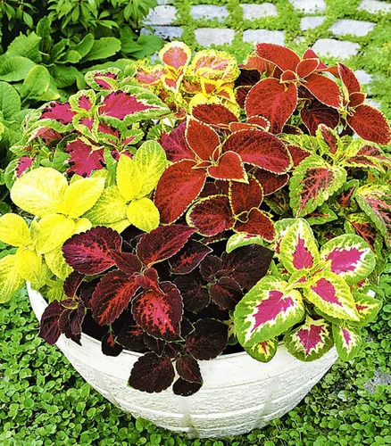 Vista 7 de Semillas Flores Coleus Variedad Mix - 100 Semillas