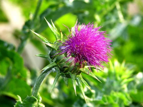 Vista 5 de Hierba Cardo Santo Leche María Silybum Marianum Medicinal Anual Sin OMG