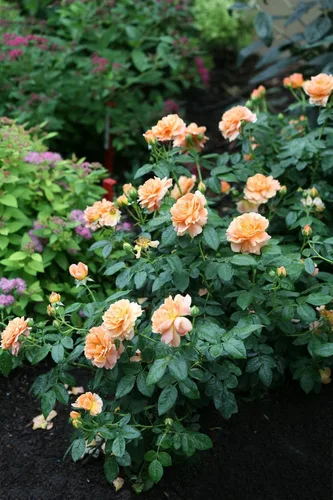 Vista 2 de At Last® Rose Bush - Maceta de 4" - Fragante - Ganadores probados