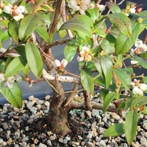 Vista 2 de Brussel's Bonsai Árbol bonsái de arándanos enanos vivos, mediano, 6 años, de 10 a 14 pulgadas de alto, árbol bonsái para exteriores con maceta