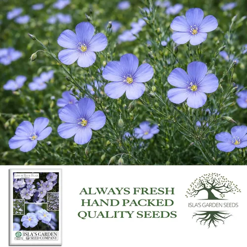 Vista 4 de Semillas de flores de lino azul (Linum perenne) – Más de 250 semillas de reliquia sin OMG de Isla's Garden Seeds, delicadas flores azul cielo