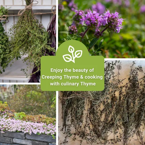 Vista 6 de Sow Right Seeds - Colección de semillas de tomillo para plantar - Tomillo y tomillo rastrero - Combinación única de hierbas y flores para el jardín