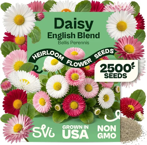 Vista 86 de Queen Anne 's Lace- 200 semillas – 50% de descuento venta