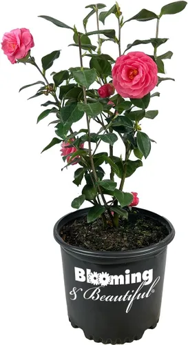 Vista 12 de Camelia, arbusto floreciente de hoja perenne viva, 3 galones