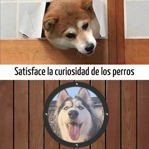 Vista 5 de Ventana en Valla para Mascotas de Petpeek