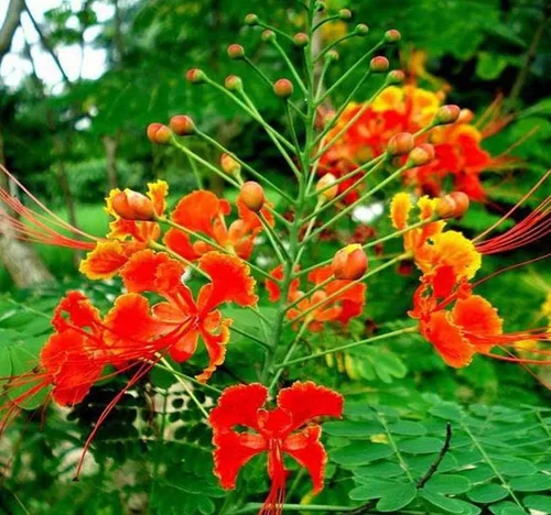 Vista 2 de Poinciana pulcherrima (orgullo de Barbados, arbusto rojo del paraíso), semillas de árbol, flores escarlata y amarillas brillantes, elige