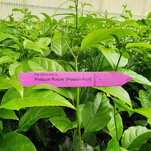 Vista 4 de Passion Fruit Live Plant 4 Pack – 'Possum Purple' (Maracuya) — Self-Fertile Passiflora edulis Vine for Trellis, Arbor & Containers — Fast Growing