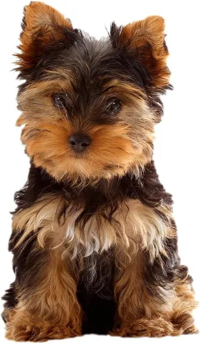 Vista 2 de CafePress Yorkie - Manta de forro polar súper suave, 60 x 50 pulgadas