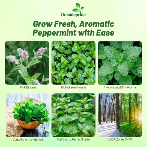 Vista 2 de Outsidepride Semillas de menta para plantar, 1000 piezas de crecimiento compacto perenne, semillas de hierbas fáciles de cultivar con follaje