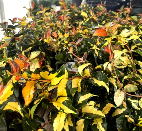 Vista 3 de Jasmine Summer Sunset - 3 plantas vivas - Trachelospermum Asiaticum - Colorida vid cubierta vegetal