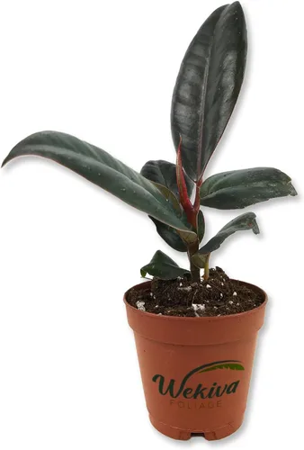 Vista 7 de Ficus Tree - Paquete de 3 plantas de inicio en macetas de 2 pulgadas, variedad de variedades, impresionante planta interior de fácil cuidado