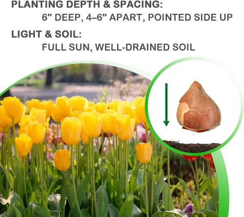 Vista 7 de Bulbos de floración de primavera de tulipán perenne amarillo dorado gigante (6)