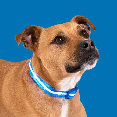 Vista 9 de Blazin - Collares luminosos para perros, collar led original para perros con 1,000 pies de visibilidad, recargable mediante USB e impermeable