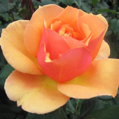Vista 2 de Rosas Grandiflora, planta de raíz propia viva para jardín al aire libre, About Face™, ligeramente fragantes, zonas de rusticidad: 5-10, floración