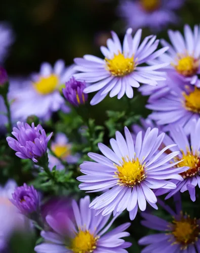 Vista 3 de Aster Smooth Blue 500 Seeds (Symphyotrichum Laeve) Heirloom - Open Pollinated - Native