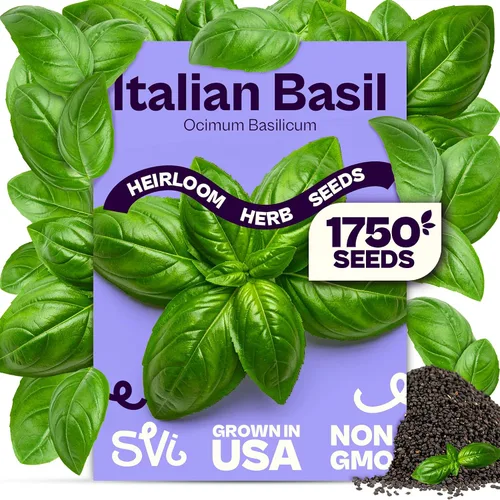 Vista 16 de SVI 2000 semillas de albahaca genovesa (Ocimum basilicum) - Paquetes de semillas de albahaca dulce - Semillas aromáticas de hierbas culinarias