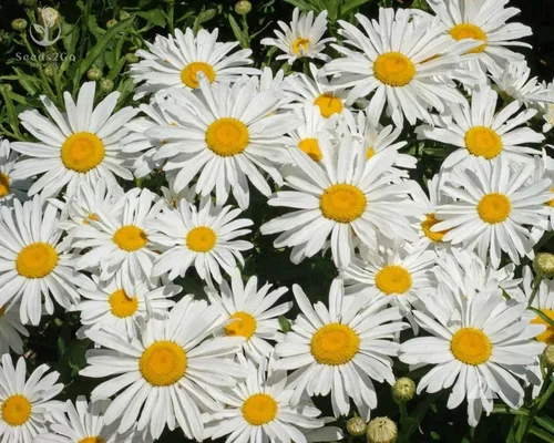 Vista 3 de Shasta Daisy - Semillas de flores de princesa plateada, paquete de 5000 semillas Seeds2Go
