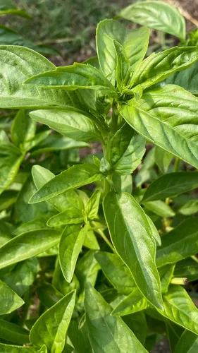Vista 4 de Plant Good Seed Semillas de albahaca de hojas grandes italianas orgánicas para plantar: hierba culinaria, hojas verdes - Paquete de 200 semillas
