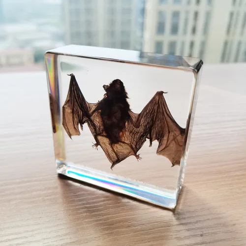 Vista 4 de Muestras de murciélago reales en manualidades de pisapapapeles de resina, colección de taxidermia de animales para educación científica y adorno