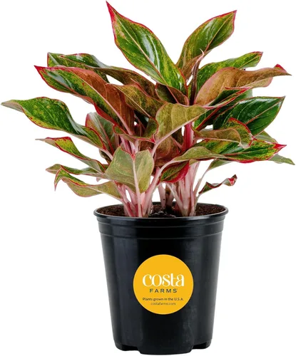 Vista 12 de Costa Farms Perenne China Roja Planta Viva de Interior, Planta de Casa de Fácil Cuidado en Maceta Decorativa Moderna, Excelente Regalo