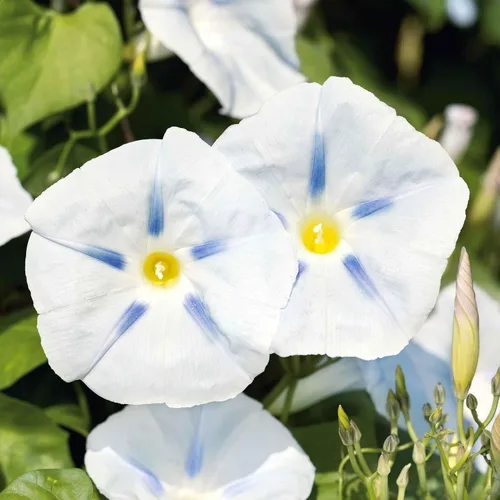 Vista 5 de Eden Brothers Morning Glory Seeds - Picotee azul, semillas sin OMG para plantar, 1 onza Semillas de flores de bajo mantenimiento, plantas durante