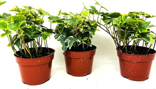 Vista 2 de JM BAMBOO Gold Child English Ivy - Paquete de 3 macetas de 3 pulgadas, planta de interior cubierta vegetal