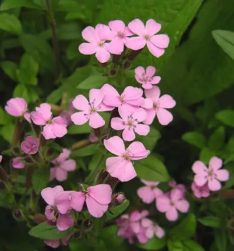 Vista 3 de 500 Semillas de flores de Saponaria Ocymoides Pink Rock