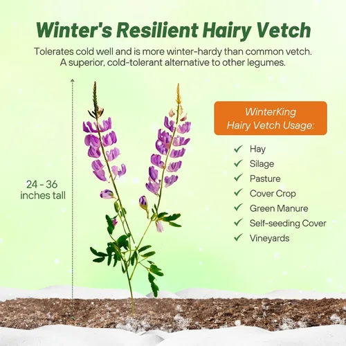 Vista 3 de Outsidepride Hairy Vetch Cover Crop Seeds – 1 oz tolerantes al frío, resistentes al invierno, ideales para mejorar el suelo, pastos verdes, heno