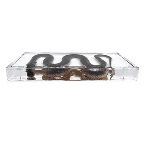 Vista 4 de Pisapapeles de serpiente espécimen para pisapapapeles de educación científica para libro para oficina para escritorio