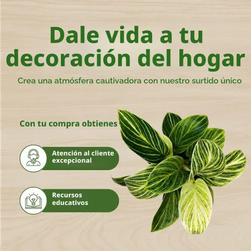 Vista 7 de BubbleBlooms Philodendron Birkin abigarrado 4 pulgadas