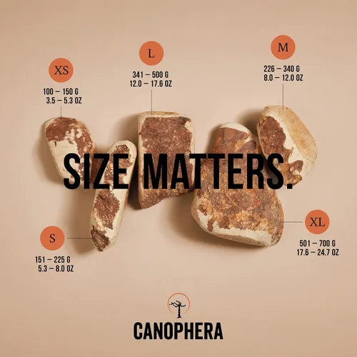 Vista 4 de Canophera Raíz masticable para perros, madera de brezo natural para dientes y encías saludables, tamaño pequeño