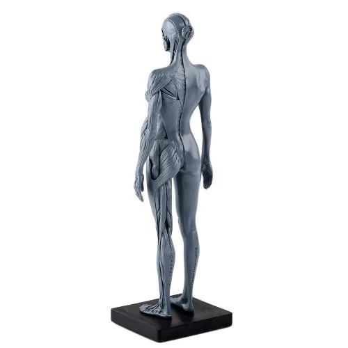 Vista 5 de Dental Nueva Anatomía Anatómica Femenina Cráneo Cabeza Cuerpo Modelo Músculo Hueso (11.8 in) Altura