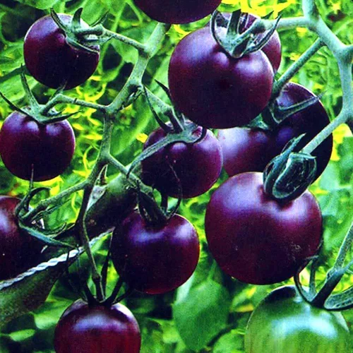 Vista 6 de Semillas de tomate morado raras 30+ semillas para plantar tomate indeterminado