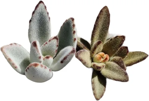 Vista 6 de Plantas de cactus suculentas vivas (juego de dos macetas de 2 pulgadas) (pata de oso de cotiledón tomentosa 'verde+ abigarrada')