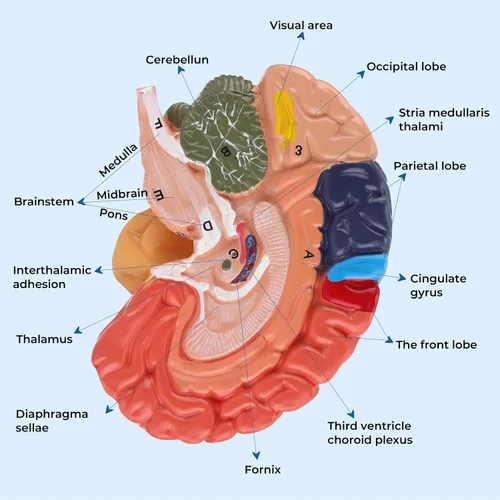 Vista 3 de Modelo de cerebro humano, modelo de anatomía cerebral de tamaño real, modelo de cerebro de PVC de 2 partes con números grabados con láser, regiones