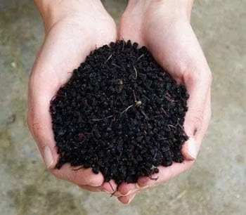 Vista 4 de Sambucus nigra: Semillas de saúco europeo